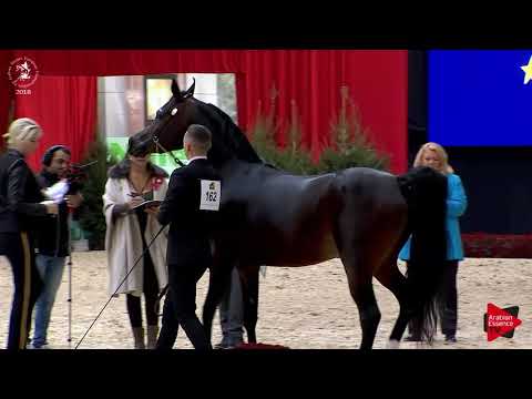 N.162 AJA WICTOR - Lier 2018 - 4-5 Years Old Stallions (Class 11)