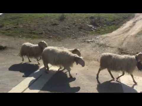 Rush hour on Col d'Aubisque, Pyrenees