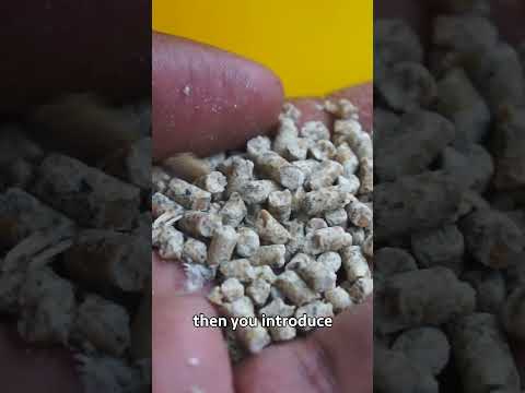 Broiler Chicken Farming broilerchicken poultryfarming chicken poultrymanagement