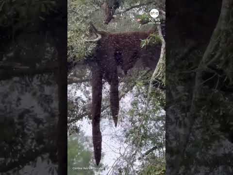 Millions of bees swarm Texas neighborhood after truck tips over