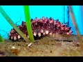 マナマコ　Japanese Common Sea Cucumber　Apostichopus Armata