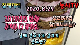 참깨재배,  우리지역 참깨 시세는? 2019년산 참깨가격이 더 좋은 이유, 참깨 건조기에 말리는 온도는?[농…