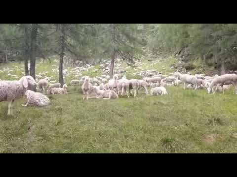 Pasture Harmony: The Life of Goats and Sheep