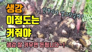 생강농사 생강한뿌리가 몇 그람이나될까요? 생강 이정도는 커줘야 농사 지을맛나겠습니다.