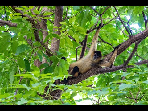 Videos del Dreams Las Mareas 5★ en El Jobo, Costa RicaVer MásVerPrecios20CerrarConsulta por Whatsapp 🇦🇷BookingTripadvisorExpediaAgodaTravelocityOrbitzPricelineTripSkyscannerDespegarKayakHotelesBestdayDestiniaTrivagoAlmundoLastminuteHotwireTuiWotif