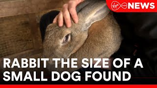 The DSPCA are seeking owners of 'Queen Maeve' a giant stray rabbit the size of a small dog