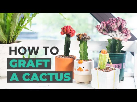 HOW TO GRAFT A CACTUS | HOW TO MAKE GRAFTED CACTI
