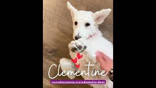 Video preview image #1 Mutt Puppy For Sale in Corona, CA, USA