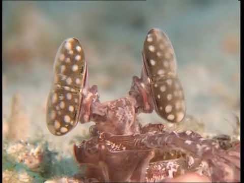 Vízalatti impressziók (Impressionen Unter Wasser)