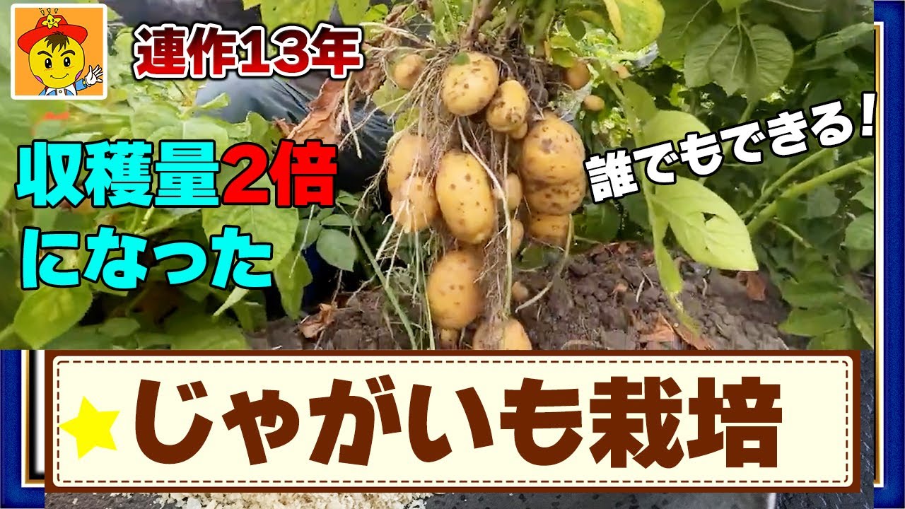 連作13年で収穫2倍!ジャガイモ栽培術