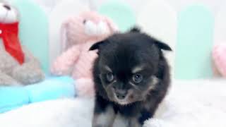 ハーフ犬の動画01