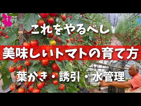ヒヨドリバナ 'チョコレート'