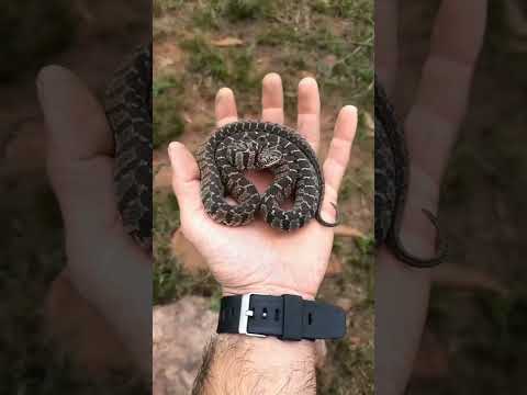Nature's Amazing Animal Metamorphosis! Small Animals Growing Up