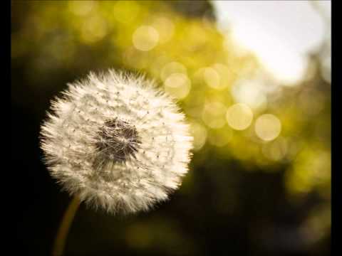 Audioslave - Dandelion