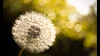 Audioslave - Dandelion