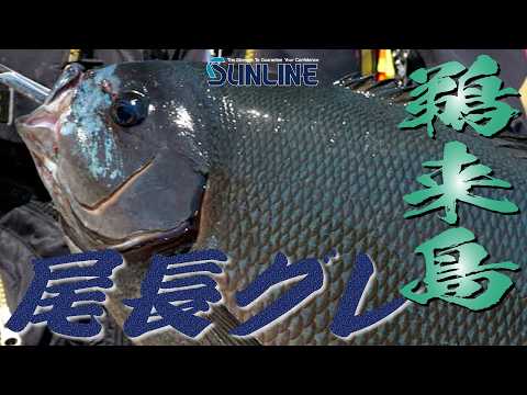 【北村憲一】鵜来島海域の尾長グレ攻略を徹底解説
