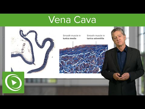 Vena Cava: Structural Elements – Histology | Lecturio