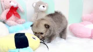 ポメラニアンの動画01