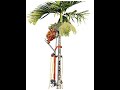 arecanut supari betelnut tree climber machine