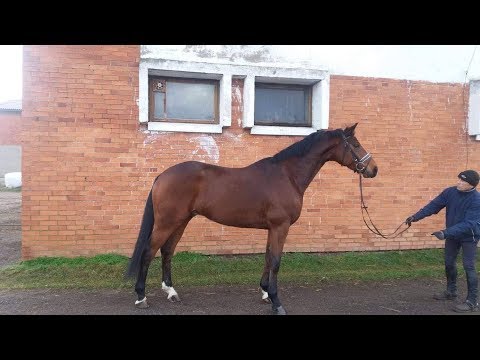 7yo Don Index gelding free