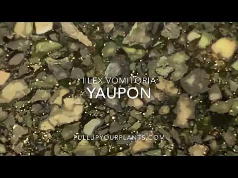 Yaupon: America's Only Native Caffeinated Plant (Taste Test)