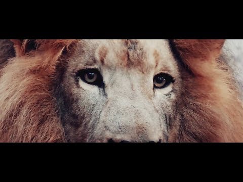 Intim Torna Illegál - Feltettem a polcra (HIVATALOS VIDEOKLIP)