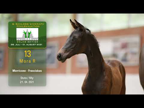 Fohlenauktion 28.7. - 01.8.2021 Katalog-Nr. 13 Mora R SF v. Morricone I -  Franziskus