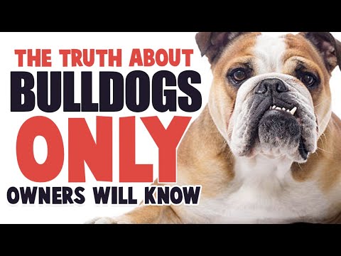 The TRUTH About Owning an English Bulldog