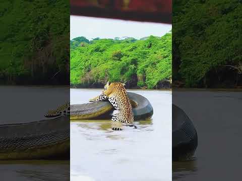 sucuri gigante em LUTA ÉPICA com onça-pintada #viral #youtubeshorts #viralshorts #shorts #amazonia
