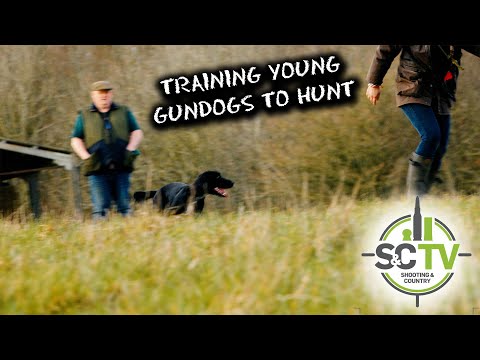 S&C TV | Gundog Puppy Training 2 | Training a dog to hunt (spaniels and Labradors)