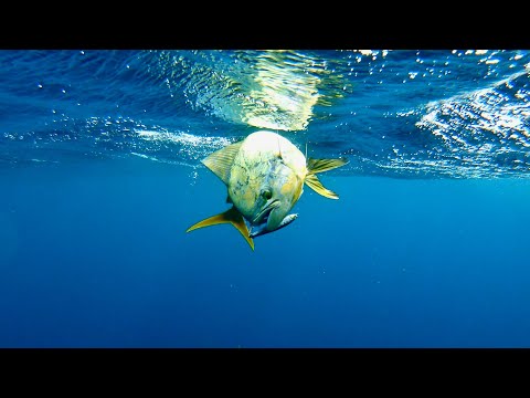 In Depth, How To Catch Mahi Mahi at the FAD's - Perth