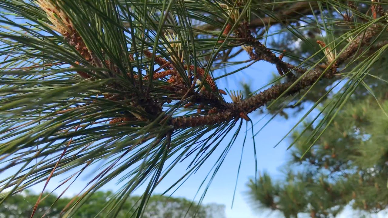 Pinus Taeda - YouTube