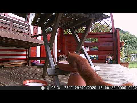 MH-HörnchenTV: Das Hörnchen - 132