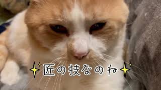 【ネコーズ】キズちゃん匠の技なのね！