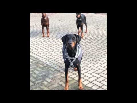 Sandrine and her Dobermanns