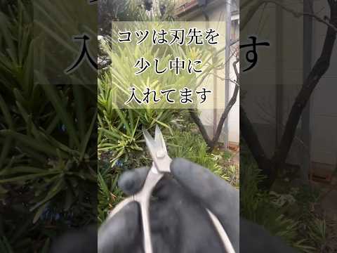 果樹の枝のサポート：庭師のためのヒントと効果的な方法  庭園