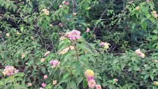 Download lagu UZAU mp3 Download lagu UZAU mp3