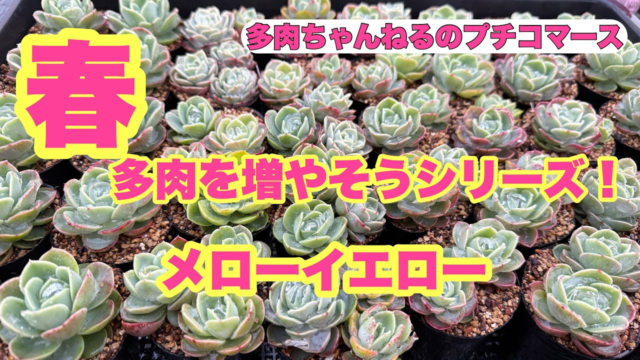 【多肉植物】春だ🌸多肉を増やそうシリーズ❣️メローイエローをモリモリにする😆2026年3月30日