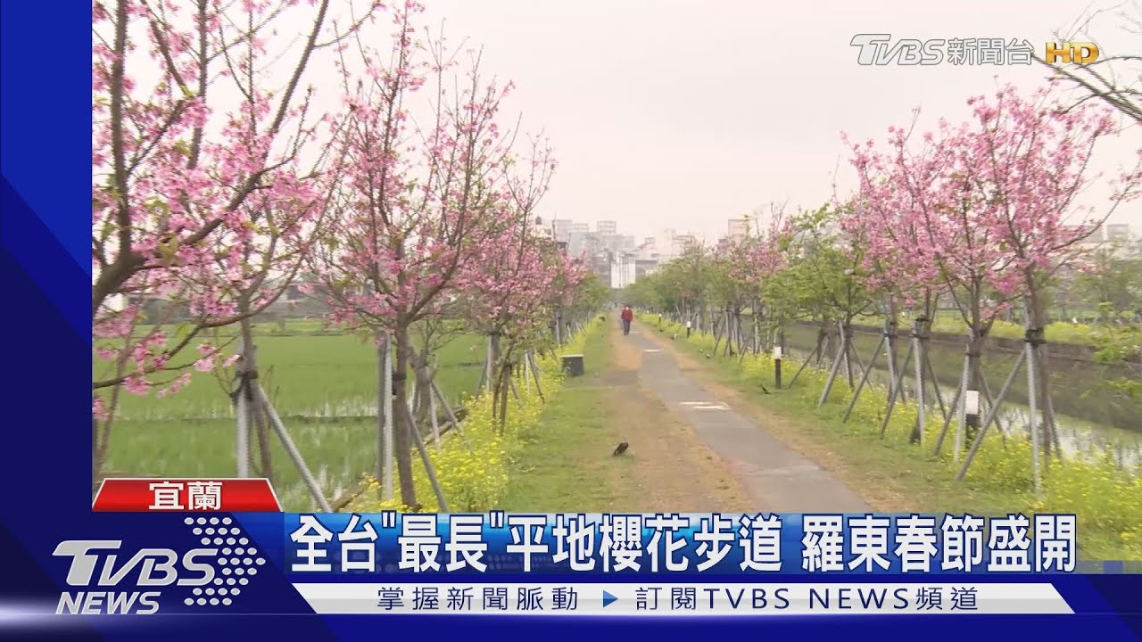 全台「最長」平地櫻花步道 羅東春節盛開