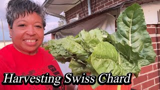 Grow Your OWN FRUIT Trees and Harvest Fresh Chard!
