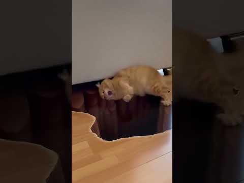 Cat confused by the optical illusion #3 😂 #cat