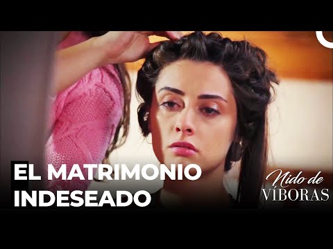 Le Forzan A Casarse A Elvan - Nido De Víboras