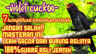 Download lagu 'JANGAN LEWATKAN! Masteran Violet Cuckoo Paling Bersih, Dijamin Bikin Kaget!'#masteranburung #birds mp3 Download lagu 'JANGAN LEWATKAN! Masteran Violet Cuckoo Paling Bersih, Dijamin Bikin Kaget!'#masteranburung #birds mp3