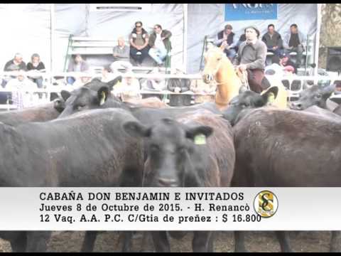08-10-15 Venta de Vientres Preñados. - Cabaña Don Benjamìn - Huinca Renanco.