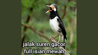 Download lagu Jalak Suren Gacor Full Isian Mewah (Live) mp3 Download lagu Jalak Suren Gacor Full Isian Mewah (Live) mp3
