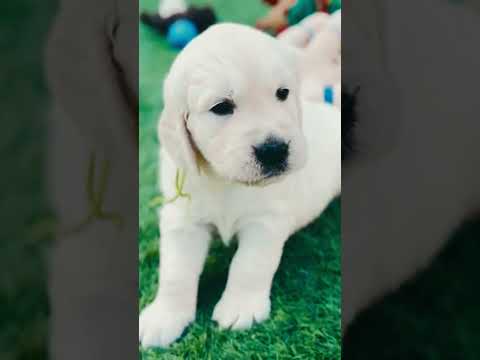 Golden Retriever puppy for sale