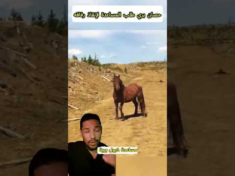 حصان يطلب المساعدة لإنقاد الخيول من البحيرة #عمل #اكسبلور #ترند #قصص