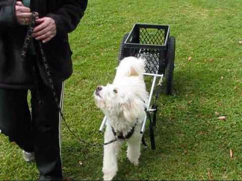 Fancy Pulls her New Cart