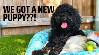 NEW PUPPY UPDATE | A DAY IN THE LIFE OF A TOY POODLE BREEDER