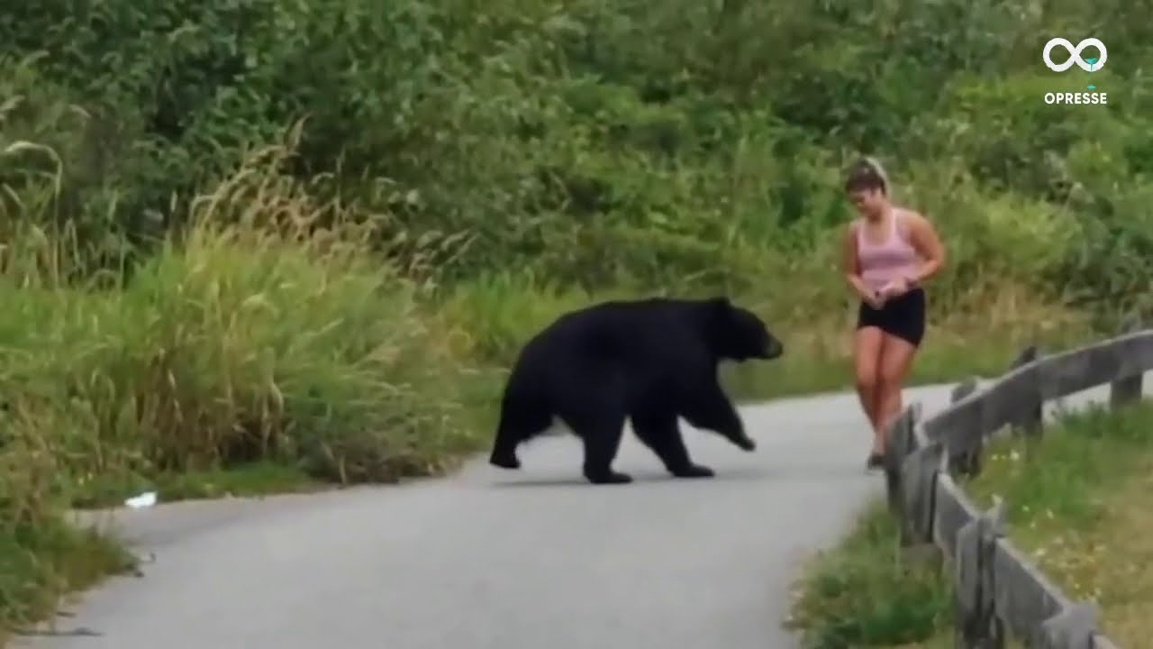 Au Canada, un ours s'approche d'une joggeuse